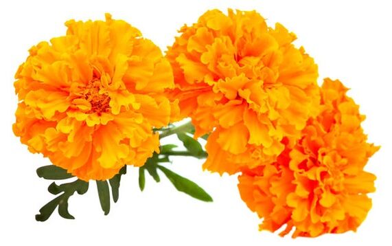 Ocuvit contains marigold